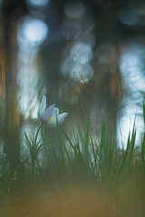 click for enlarge 533 X 799 145.2 Kb picture