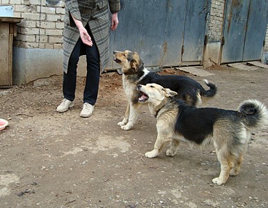 click for enlarge 1649 X 1282 540.6 Kb picture