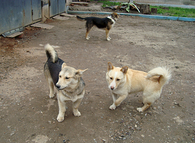 click for enlarge 1920 X 1415 264.7 Kb picture