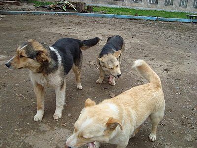 click for enlarge 1920 X 1440 349.9 Kb picture