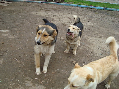 click for enlarge 1920 X 1440 330.3 Kb picture