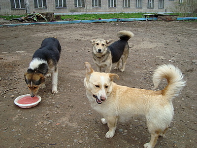 click for enlarge 1920 X 1440 368.7 Kb picture