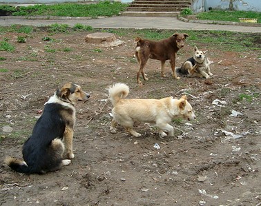 click for enlarge 1313 X 1040 411.2 Kb picture