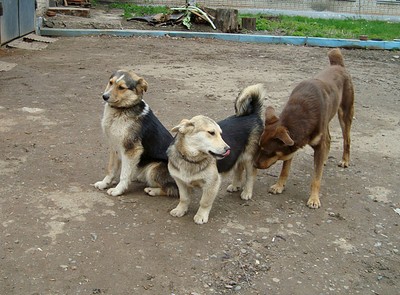 click for enlarge 1512 X 1116 442.7 Kb picture