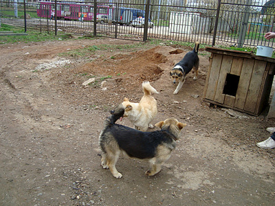 click for enlarge 1920 X 1440 475.4 Kb picture