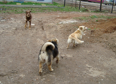 click for enlarge 1479 X 1068 679.9 Kb picture