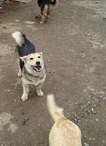 click for enlarge 1110 X 1536 657.9 Kb picture