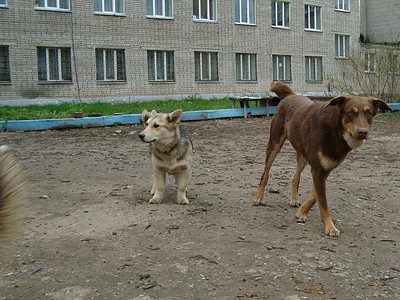 click for enlarge 1320 X 990 392.9 Kb picture