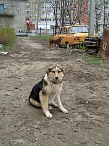 click for enlarge 990 X 1320 521.1 Kb picture