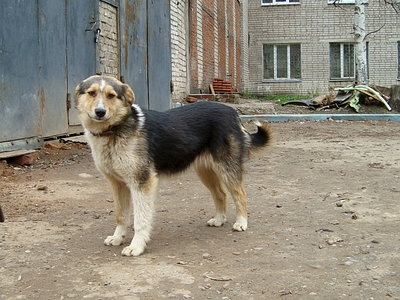 click for enlarge 1320 X 990 161.1 Kb picture