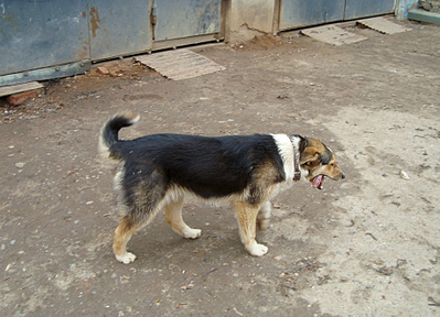 click for enlarge 1829 X 1321 920.4 Kb picture