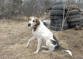 click for enlarge 1280 X 904 349.2 Kb picture