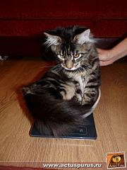 click for enlarge 768 X 1024 117.7 Kb picture