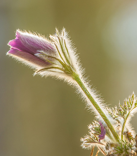 click for enlarge 1000 X 1138 191.6 Kb picture