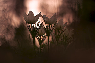click for enlarge 800 X 534 127.8 Kb picture