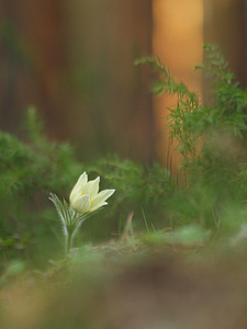 click for enlarge 768 X 1024 336.1 Kb picture