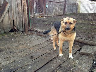 click for enlarge 800 X 600 110.7 Kb picture