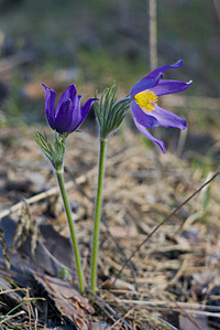 click for enlarge 1920 X 2868 297.6 Kb picture