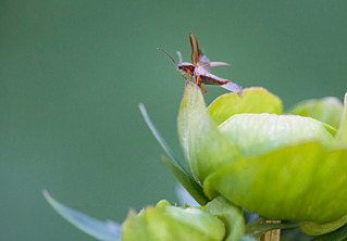 click for enlarge 900 X 626 107.3 Kb picture