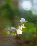click for enlarge 790 X 1000 187.7 Kb picture
