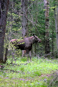 click for enlarge 641 X 962 696.9 Kb picture