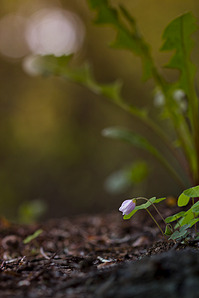 click for enlarge 641 X 962 267.7 Kb picture