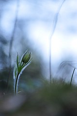 click for enlarge 531 X 800 43.5 Kb picture