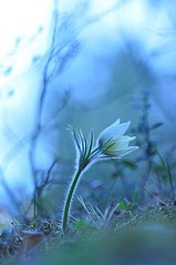 click for enlarge 531 X 800 63.5 Kb picture