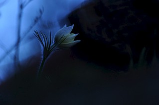 click for enlarge 800 X 531  30.5 Kb picture