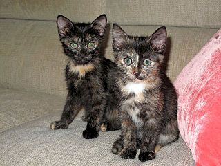 click for enlarge 640 X 480  70.6 Kb picture