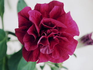 click for enlarge 1920 X 1440 518.4 Kb picture