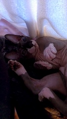 click for enlarge 1840 X 3264 312.3 Kb picture