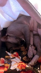 click for enlarge 1840 X 3264 439.5 Kb picture