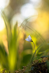 click for enlarge 601 X 900 120.6 Kb picture