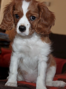 click for enlarge 755 X 1024 303.6 Kb picture