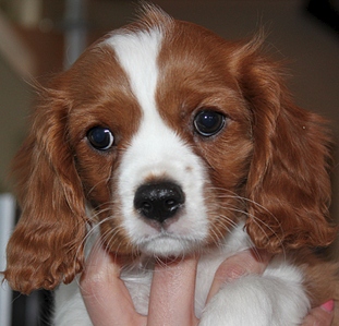 click for enlarge 798 X 768 278.5 Kb picture