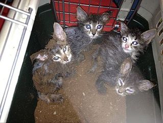 click for enlarge 450 X 338 35.1 Kb picture