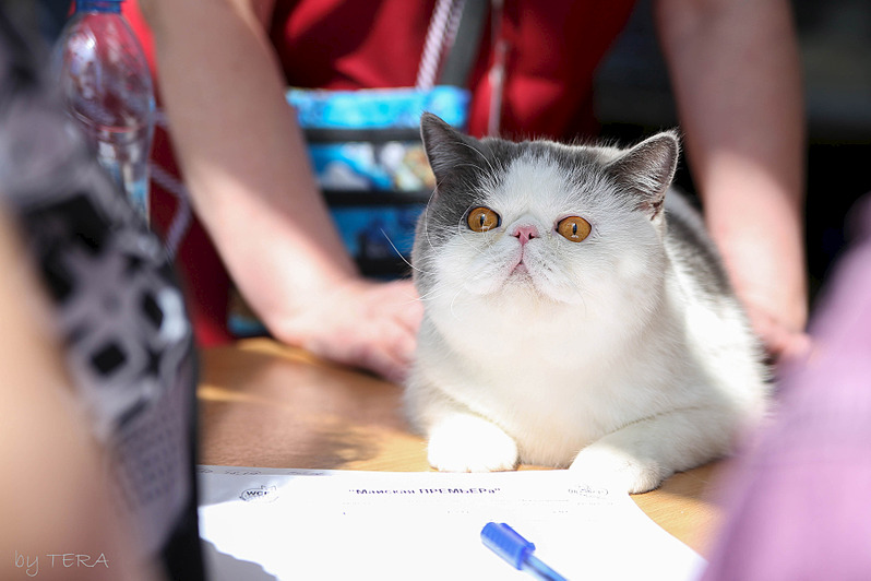 click for enlarge 1920 X 1279 381.3 Kb picture