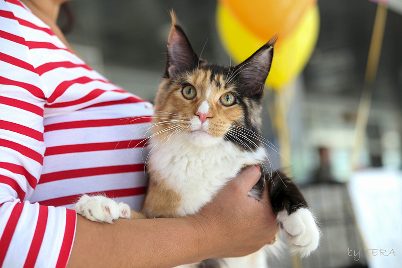 click for enlarge 1920 X 1280 522.1 Kb picture