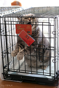 click for enlarge 1920 X 2880 465.3 Kb picture