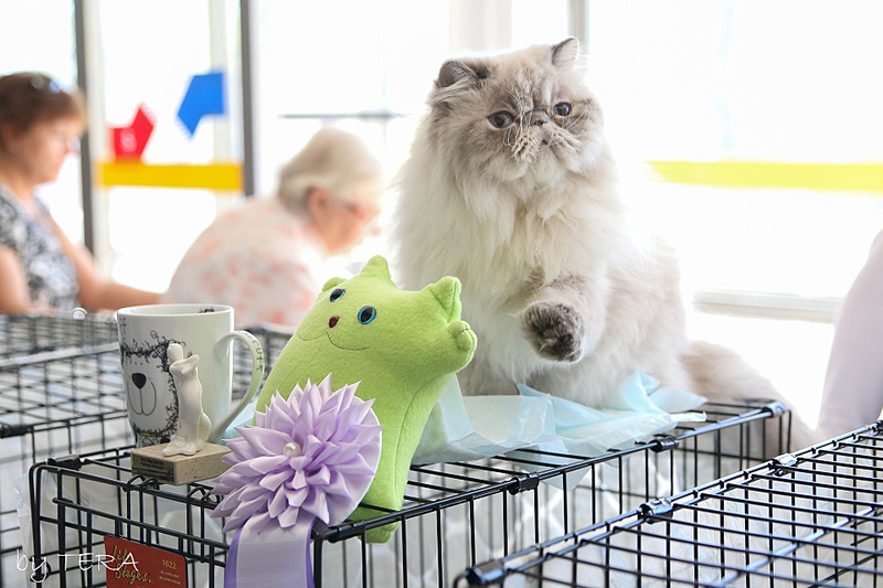 click for enlarge 1920 X 1280 491.7 Kb picture