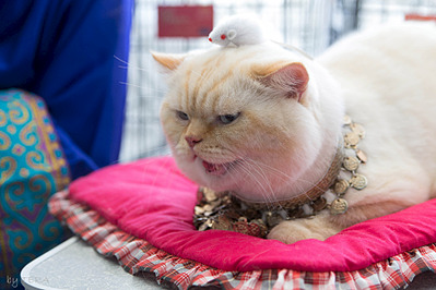 click for enlarge 1920 X 1280 554.9 Kb picture