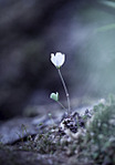 click for enlarge 893 X 1280 598.0 Kb picture