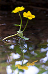 click for enlarge 824 X 1280 583.4 Kb picture