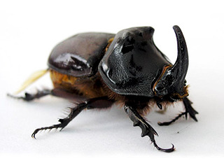 click for enlarge 600 X 450 39.2 Kb picture