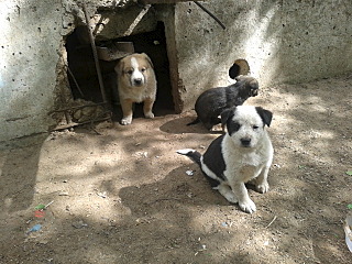 click for enlarge 640 X 480 183.1 Kb picture