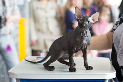 click for enlarge 1920 X 1279 495.7 Kb picture