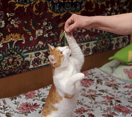 click for enlarge 1920 X 1701 648.8 Kb picture