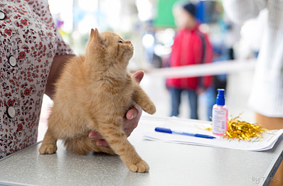 click for enlarge 1920 X 1262 511.0 Kb picture