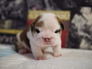 click for enlarge 1920 X 1440 371.8 Kb picture